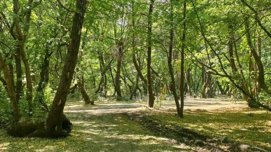 İzmit Orman Fidanlık Şefliği Pergola Yapım İhalesi Duyurusu